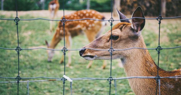 Use wire fencing to exclude large native herbivores