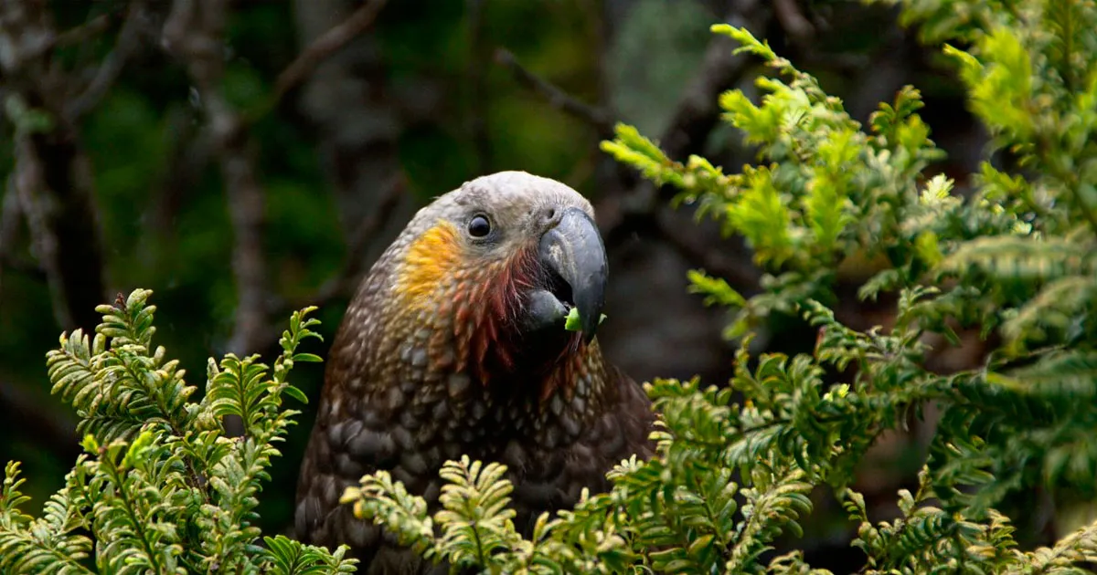 Conservation