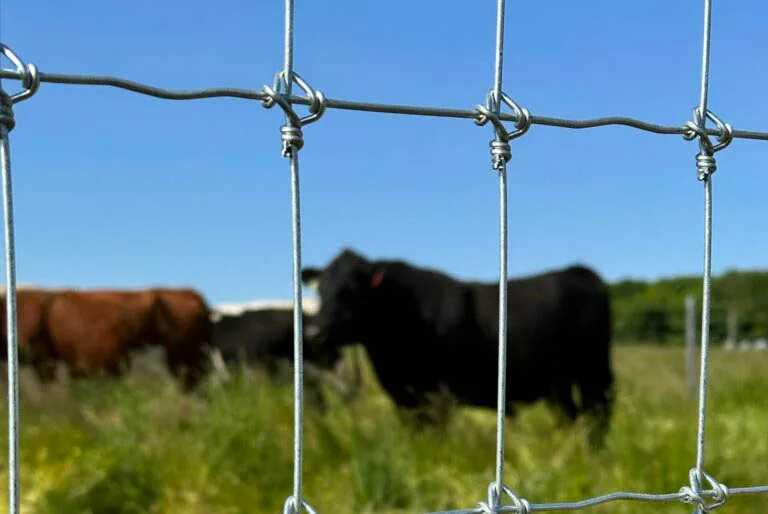 Livestock
