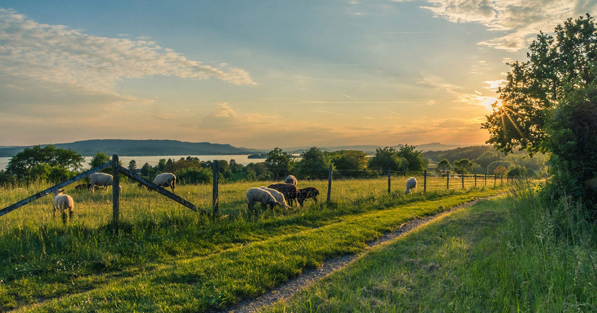 Federated Farmers have their say on fencing regulations in NZ