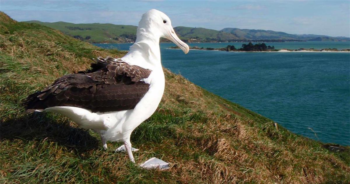 Albatross Conservation